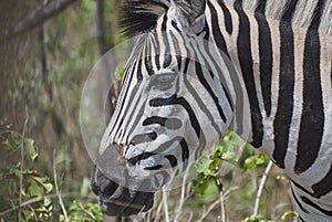 Plains Zebra standing in thick bush