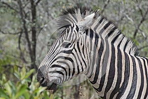 Plains Zebra standing in thick bush