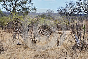 Plains Zebra standing in thick bush