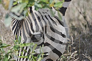 Plains Zebra standing in thick bush