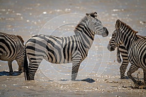 Plains zebra stands as others cross lake