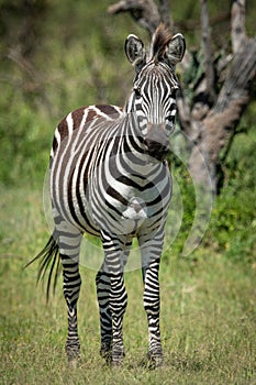 Plains zebra stands eyeing camera near tree