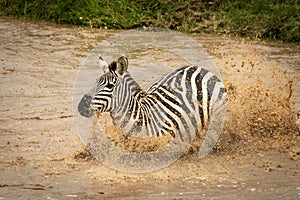 Plains zebra struggles across river with spray