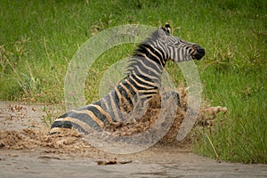 Plains zebra struggles onto riverbank in spray