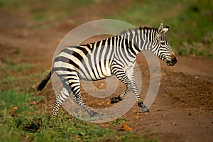 Plains zebra trots across track in savannah