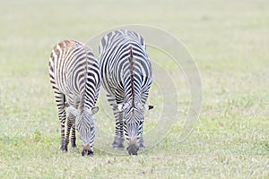 Plains Zebra walking on the plain
