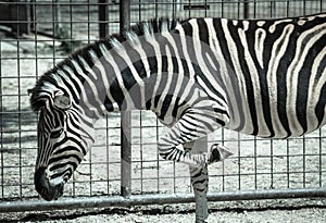 Plains Zebra in Zoo Bratislava