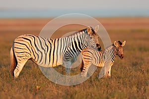 Plains Zebras photo