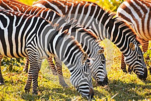 Plains zebras