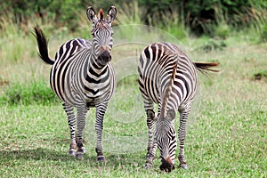 Plains zebras