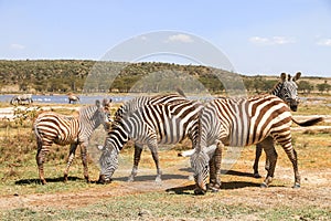 Plains zebras