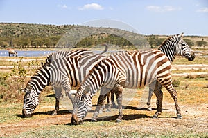 Plains zebras