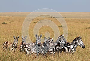 Plains Zebras