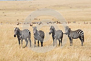 Plains zebras