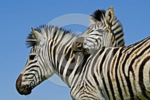 Plains Zebras