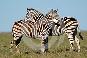 Plains Zebras photo