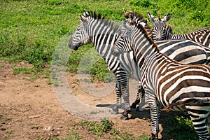 Plains zebras, also known as the common zebra. Ngorongoro Concervation Area, Tanzania