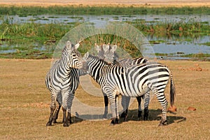 Plains zebras - Amboseli National Park
