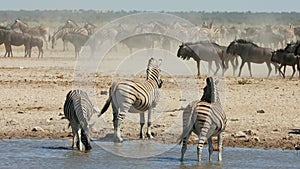 Plains zebras and blue wildebeest at a dusty waterhole, Etosha National Park, Namibia