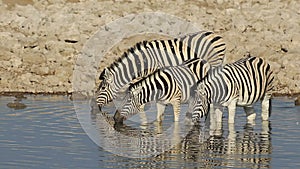 Plains Zebras drinking