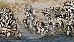 Plains Zebras drinking