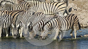 Plains Zebras drinking