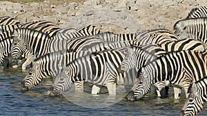 Plains Zebras drinking