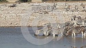 Plains zebras drinking water