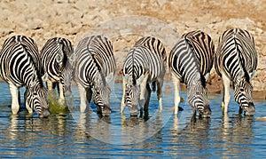 Plains Zebras drinking water photo