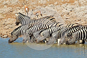 Plains Zebras drinking water