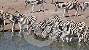 Plains zebras drinking water