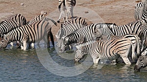 Plains zebras drinking water