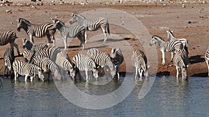 Plains zebras drinking water