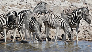 Plains zebras drinking water