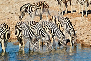 Plains zebras drinking water