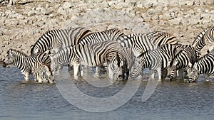 Plains zebras drinking water