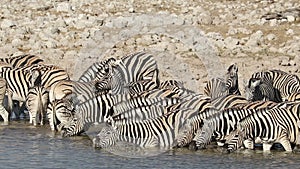 Plains zebras drinking water