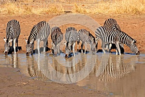 Plains Zebras drinking water photo