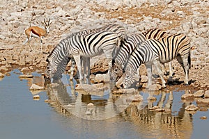 Plains zebras drinking water - Etosha