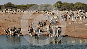 Plains zebras drinking water - Etosha National Park