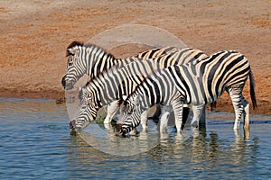 Plains zebras drinking water, Etosha National Park, Namibia