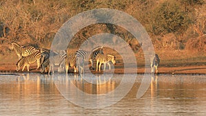 Plains zebras drinking water - Kruger National Park