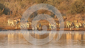 Plains zebras drinking water - Kruger National Park