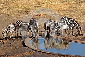 Plains zebras drinking water - Kruger National Park