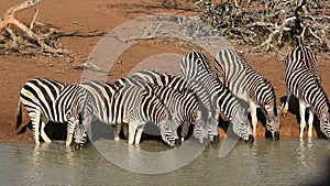 Plains zebras drinking at a waterhole