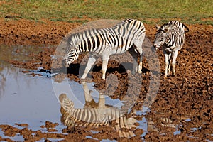 Plains zebras drinking at a waterhole