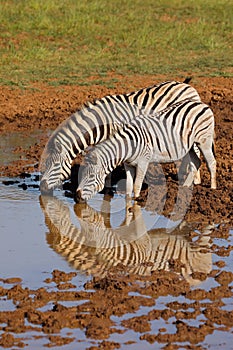 Plains zebras drinking at a waterhole