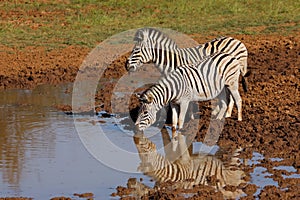 Plains zebras drinking at a waterhole