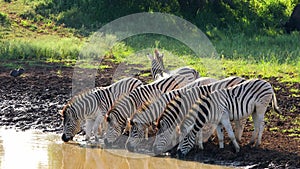 Plains zebras drinking at a waterhole