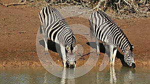 Plains zebras drinking at a waterhole